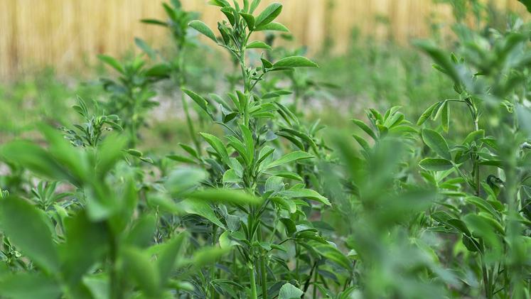 Le ministère ambitionne notamment de doubler la surface de légumineuses d’ici à 2030.