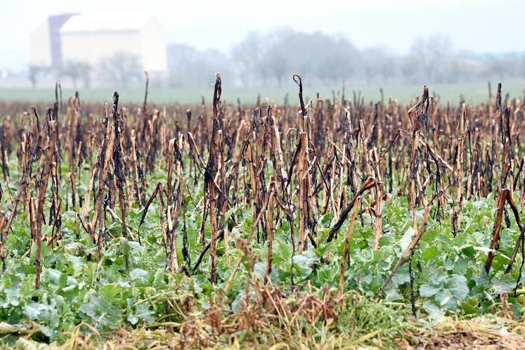 Un colza associé à une féverole présente moins de larves de charançon du bourgeon terminal et de grosse altise par plante qu’un colza solo.