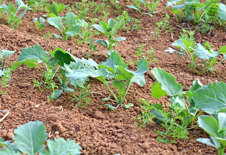 L’utilisation de plantes compagnes permet de diminuer les charges en intrants. 