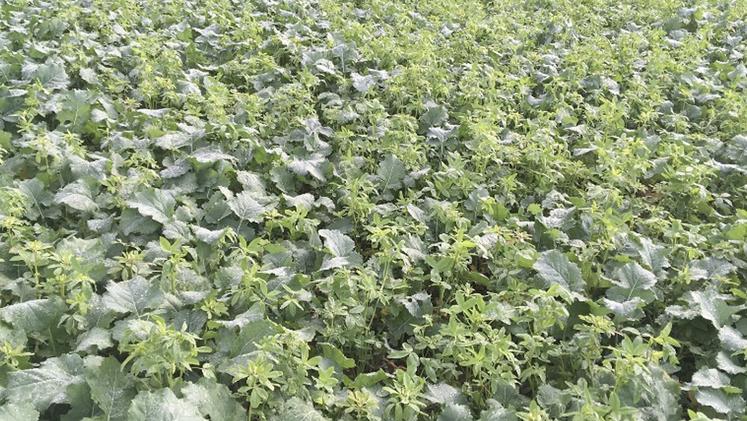 Colza associé à du trèfle d'Alexandrie.