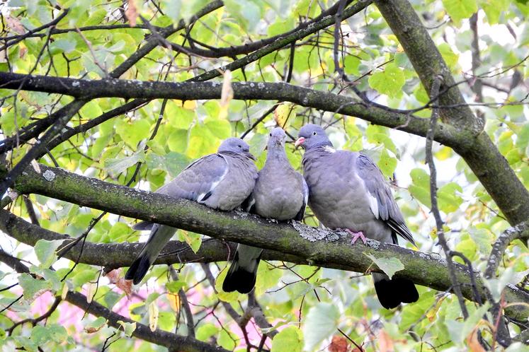 À présent, en ligne, le chasseur peut obtenir de manière instantanée les autorisations de destruction des espèces  suivantes : renard, fouine, corbeau freux, corneille noire, pigeon ramier, pie bavarde et étourneau sansonnet.