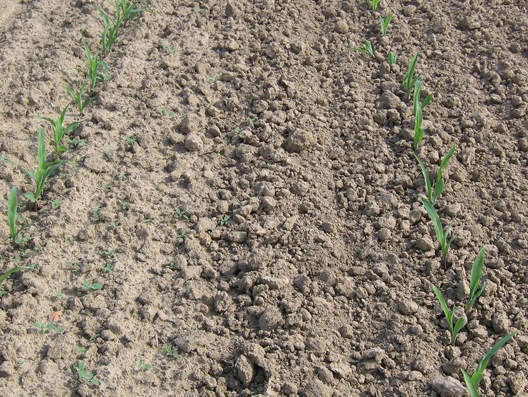 Passage de herse étrille sur la moitié droite, la première levée de mauvaise herbe est détruite à 100 %.