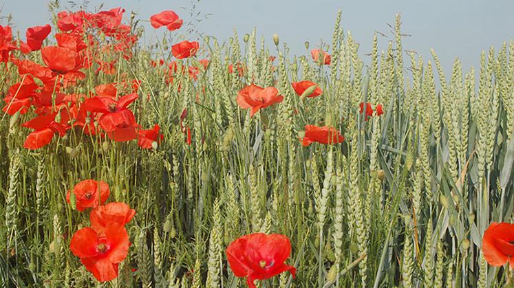 Après le vulpin et le ray-grass, l’agrostis et le coquelicot deviennent aussi  problématiques en céréales. 