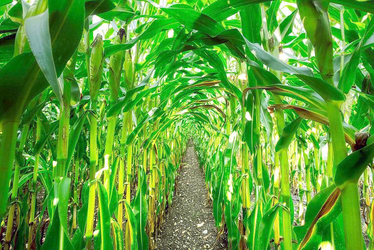 Comme la rotation des cultures inclut le couvert hivernal, la monoculture de maïs reste possible.
