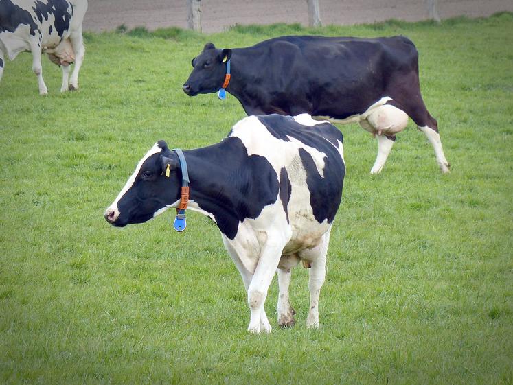 Les stocks privés de poudre de lait écrémé ont diminué depuis le milieu de l’année 2020 et sont désormais  à un «niveau bas» de 150 000 tonnes.