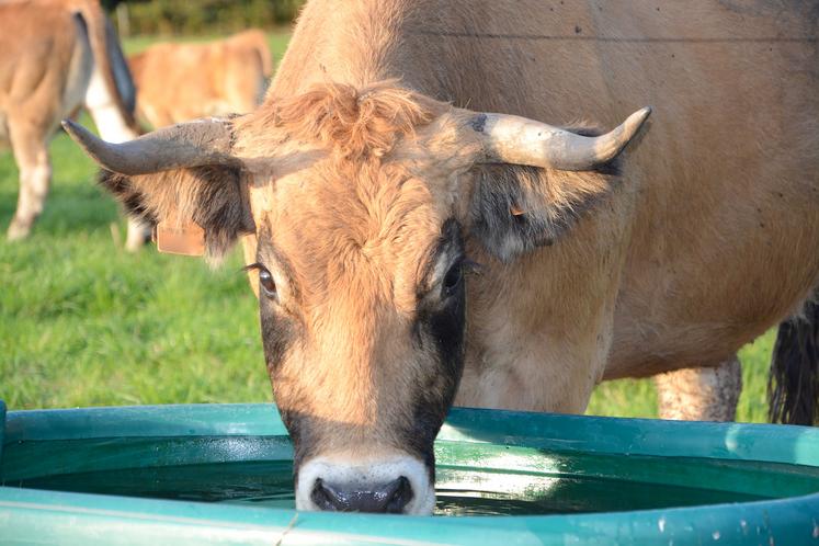 L’accès à une eau de qualité parait tellement évident que peu d’éleveurs s’en soucient. 