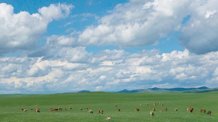 L’un des objectifs de la Chine, via son plan quinquennal, de produire 41 millions de tonnes (Mt) de lait d’ici 2025 pourrait être atteint dès cette année.