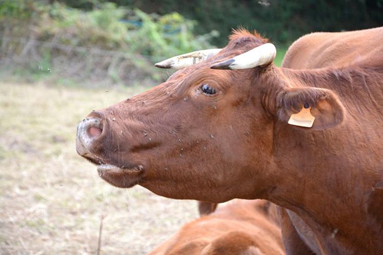 Contrairement  à certaines craintes, ce Plan climat  ne contient pas  de mesures visant  à réduire les cheptels d’animaux ruminants.