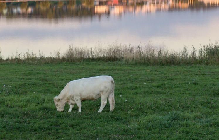 La plupart des nouveaux sites où la qualité de l’eau se dégrade «se trouvent principalement dans les zones de retournement de prairies, et notamment  en Normandie», constate l’Agence de l’eau Seine-Normandie.