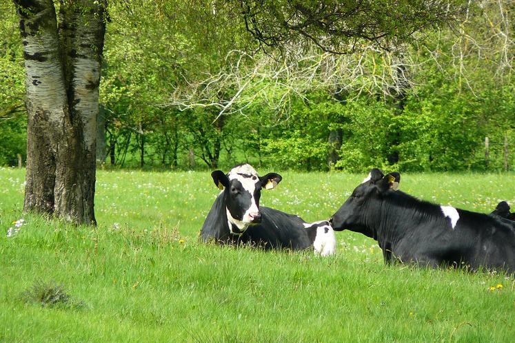 En région, une des conséquences du changement climatique sera la pousse de l’herbe stimulée au printemps et à l’automne, mais ralentie l’été. Le programme Climalait doit donner les clés aux éleveurs pour en tirer meilleur profit. 