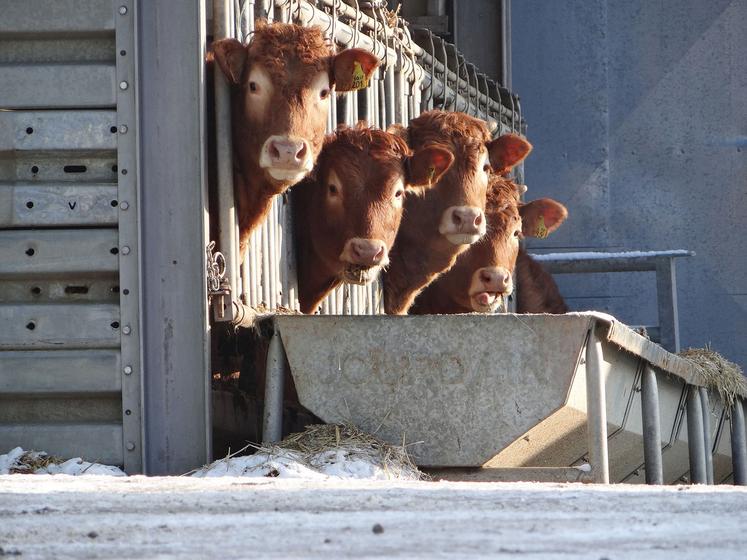 Le GDS conseille très vivement de mettre en place une quarantaine des animaux qui entrent à l’exploitation et d’effectuer un contrôle sérologique au regard  de l’IBR. 