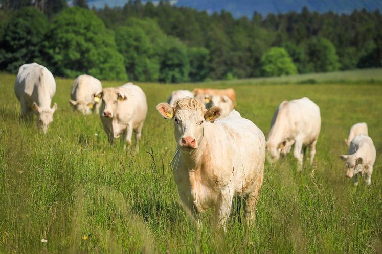 Selon l’Ademe, il faudrait manger moins de viande, mais faire progresser l’élevage local pour limiter l’impact environnemental de la région. 