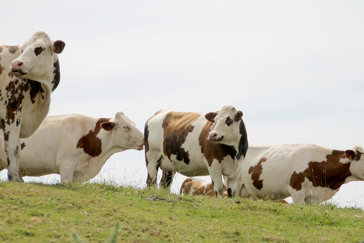 Les quatre-vingt-dix producteurs de la coopérative laitière de la Bresle ont livré 48 Ml de lait en 2020. 