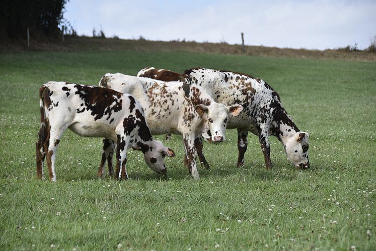 Les systèmes bio, très souvent des systèmes herbagers, souffrent du manque d’herbe. 