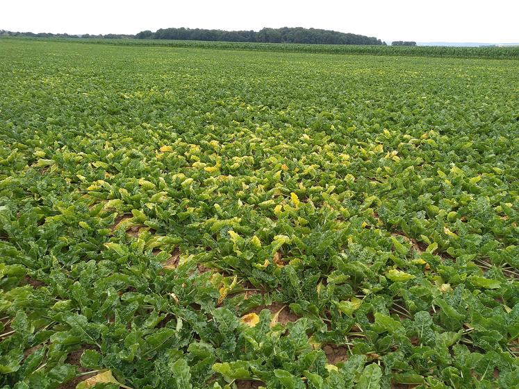 Limiter la pression virale est le premier levier de lutte contre la jaunisse.