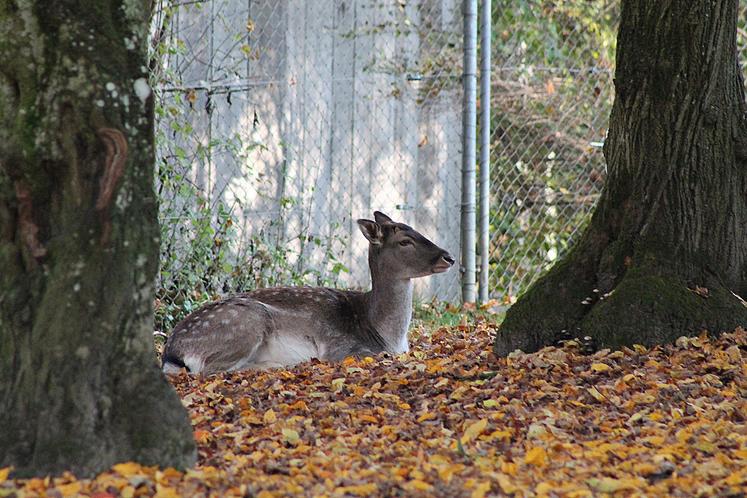 Au sein de la commission des affaires économiques du Sénat, on estimait que l’engrillagement «pose des problèmes de sécurité incendie et de sécurité sanitaire, empêche la libre circulation de la faune  et nuit au développement du tourisme rural». 