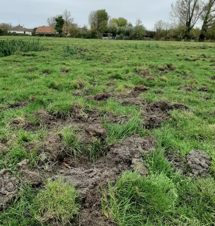 dégâts de sangliers