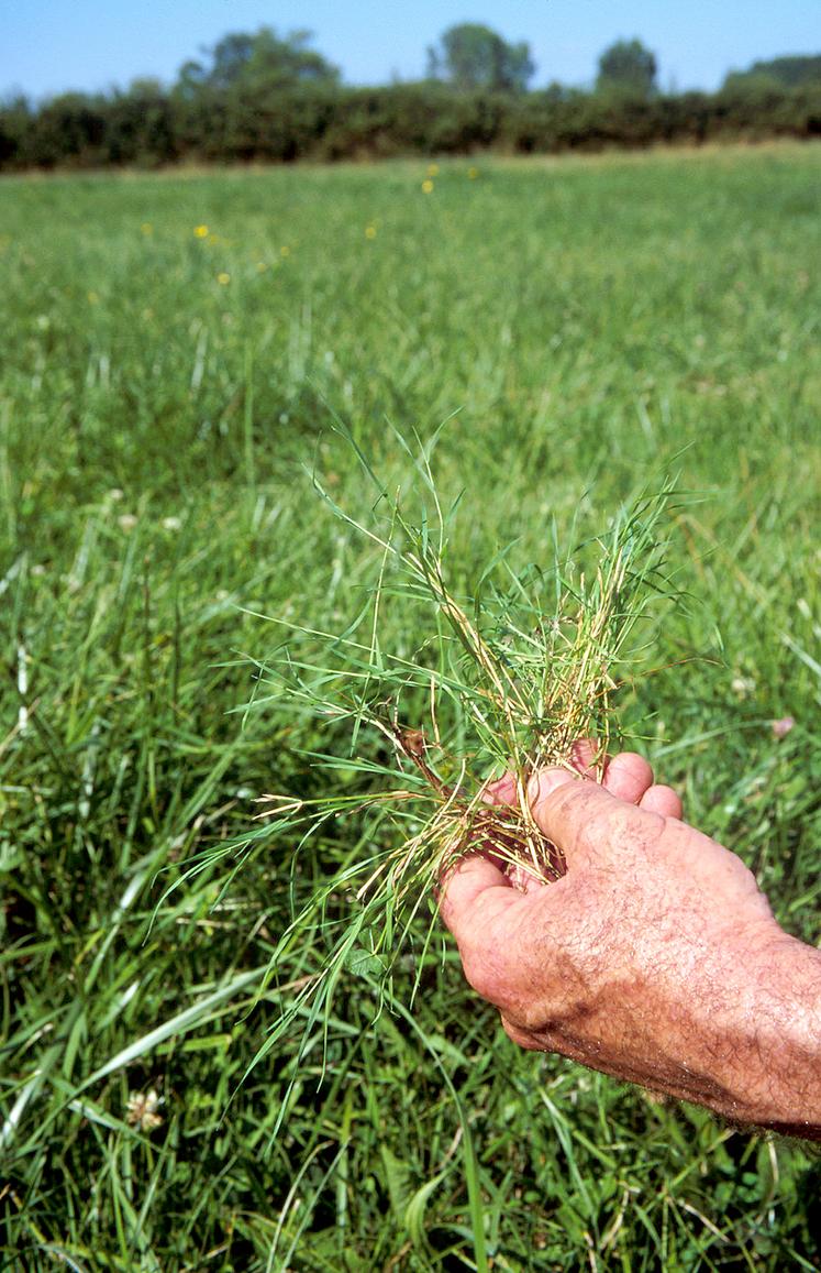 Pour conserver le plus longtemps possible une prairie de qualité, il faut commencer par identifier et éliminer les causes de dégradation. 