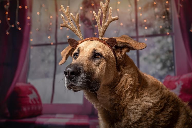 animaux et fêtes de fin d'année