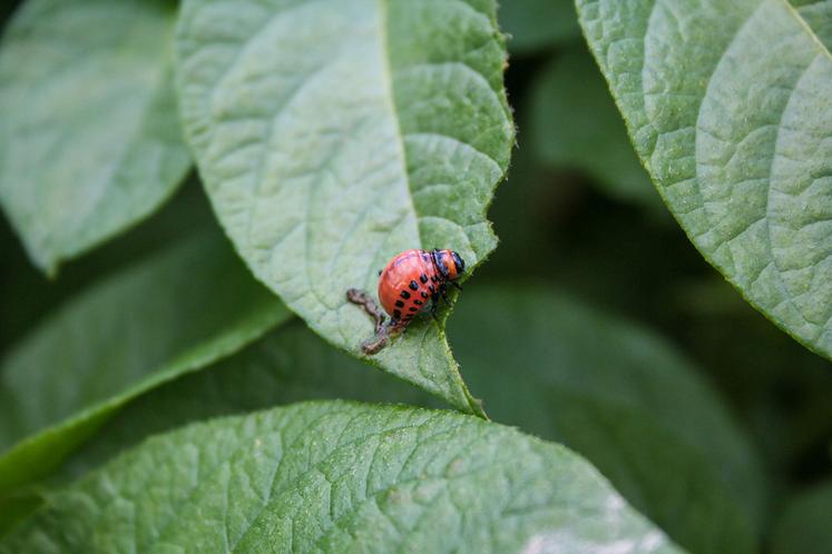 Doryphore, insecte ravageur phytophage, provoque  des dégâts sur les cultures de pomme de terre.