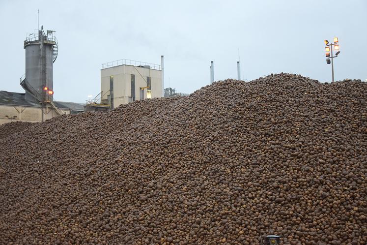 La féculerie de Vecquemont démarre avec une semaine de retard par rapport aux autres années. 