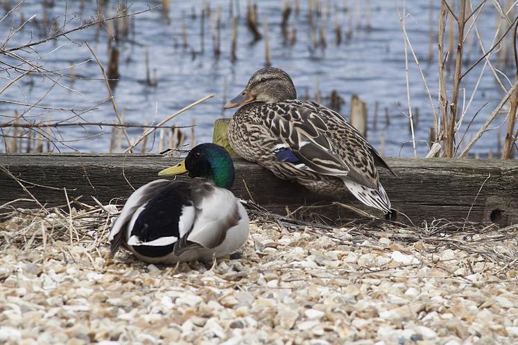 canards