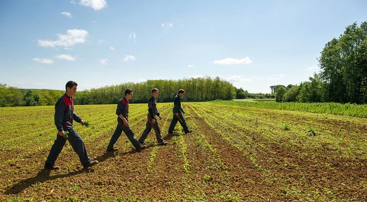 Plus de 190 000 élèves, étudiants et apprentis sont scolarisés dans un établissement de l’enseignement agricole technique. 