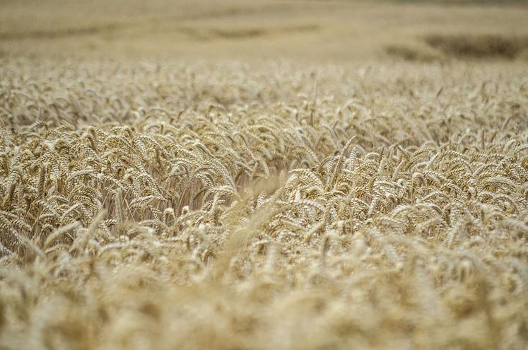 En Europe, 20 Mt de céréales en plus qu’en 2022 seraient produites.