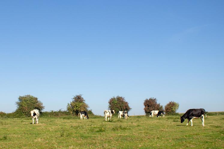 Avec 100 vaches laitières, 40 vaches allaitantes et des cultures, la charge de travail devient une préoccupation lorsque la main-d’œuvre familiale est moins disponible. Au Gaec Lardé Carouge, les discussions avec le technicien ont permis de révéler les problèmes et de trouver des solutions.