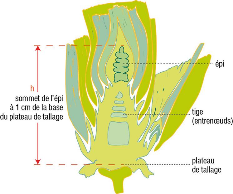 Coupe longitudinale d’une tige de blé tendre.