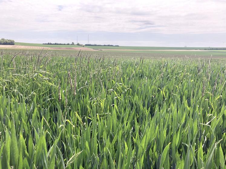 Épis de vulpins dépassant du blé à partir de mi-mai : un pied de vulpin peut produire jusqu’à  5 000 graines.