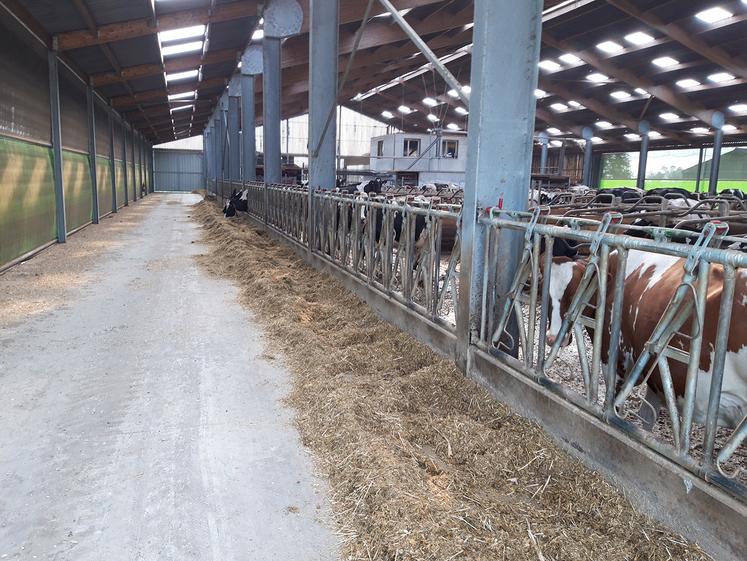 Le nombre de logettes n’est pas suffisant dans le bâtiment des robots de traite, il doit d’ailleurs être agrandit afin d’accueillir 200 vaches.