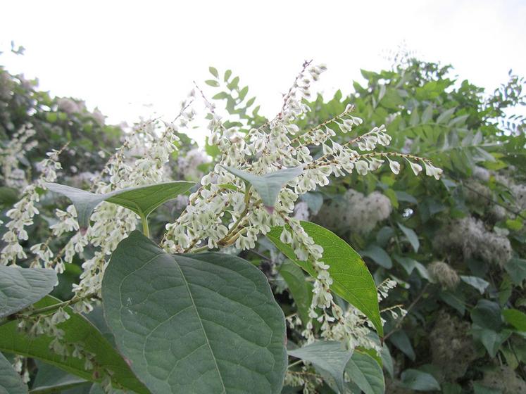 Plutôt jolie, la renouée du Japon est considérée comme l’une des cent pires plantes envahissantes sur la planète. Les Hauts-de-France ne sont pas épargnés. 