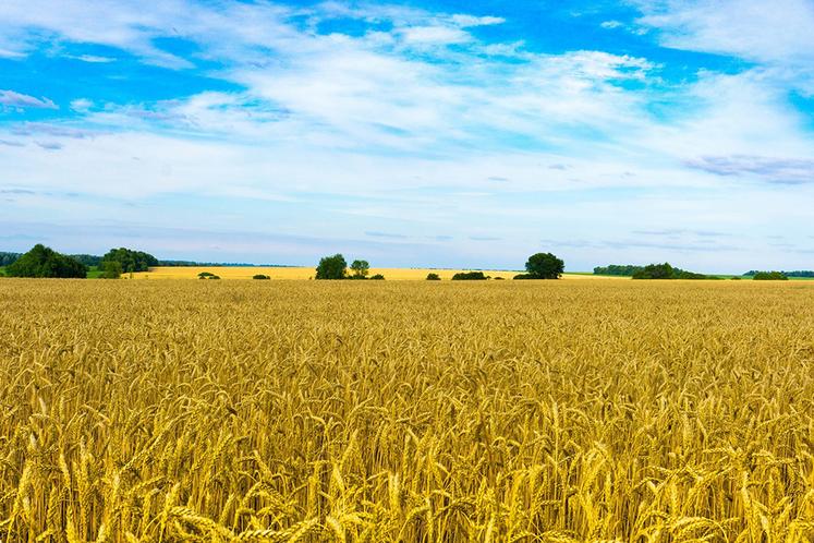 Alors que Russie et Ukraine pèsent ensemble près de 30 % du marché mondial du blé, l’interruption des départs sur la mer Noire déstabilise l’ensemble  des acteurs dans le monde. 