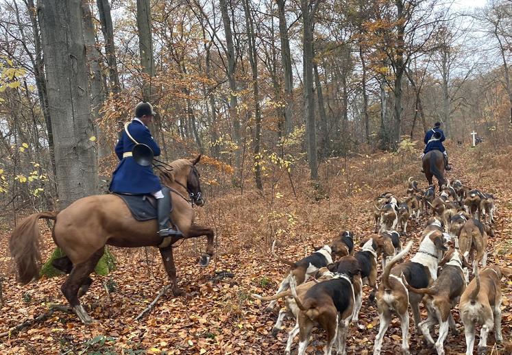 chasse à courre Compiègne