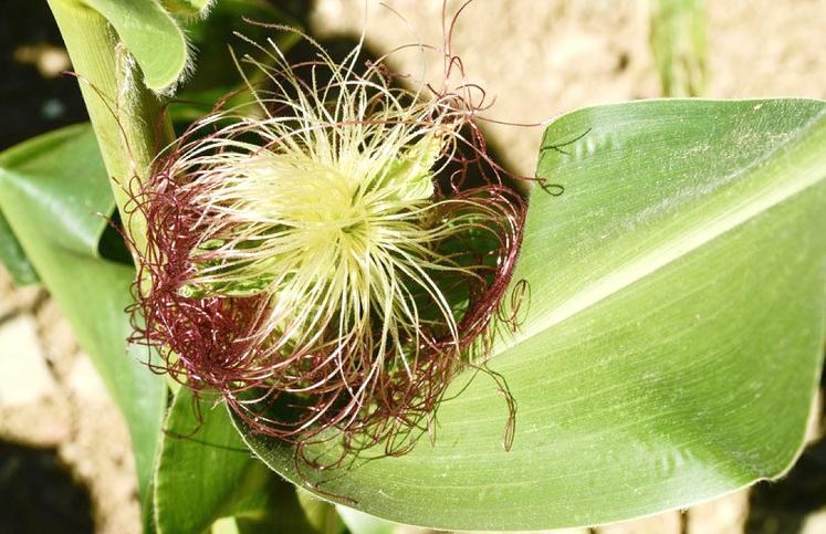 Le stade optimal de récolte se situe environ 600 degrés-jours après la floraison femelle. 