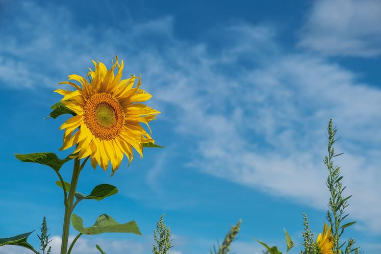 tournesol désberhage