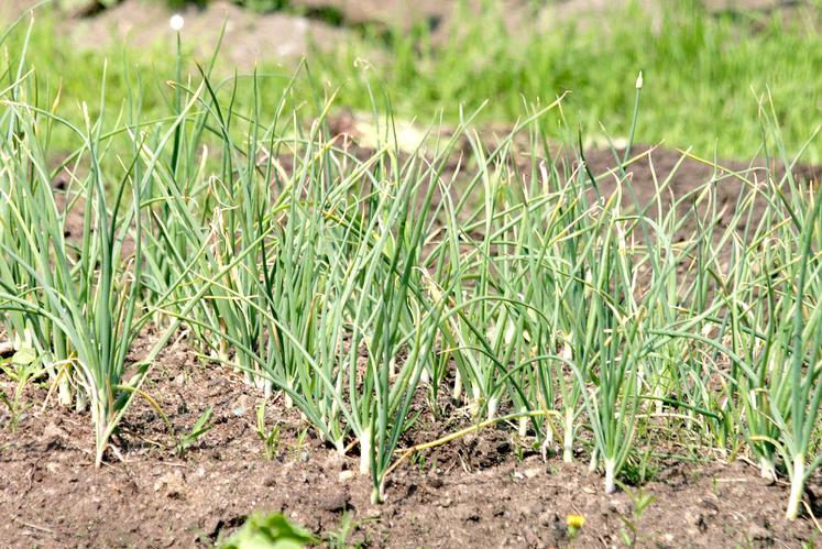 La bio bénéficie d'un niveau spécifique d’éco-régime permettant une différence fixe de + 30 €/ha par rapport aux autres  certifications comme la HVE. 