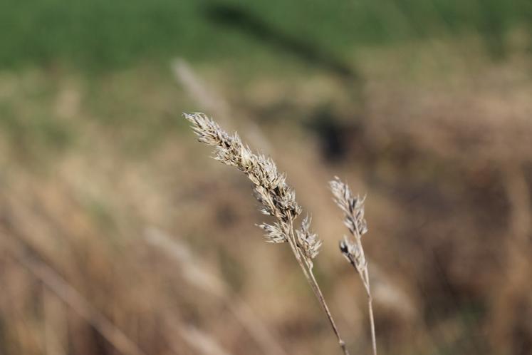 sécheresse prairies