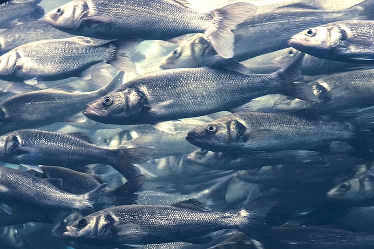 Les harengs se déplacent en bans dans les mers froides. 