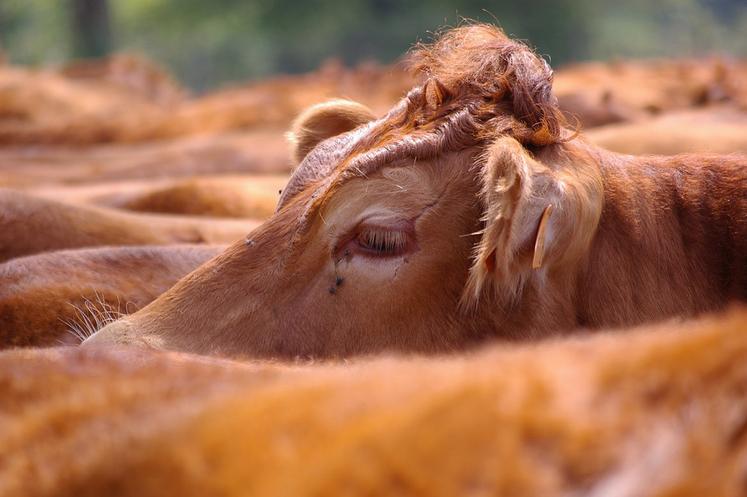 La filière viande bovine doit notamment faire face à l’importation.