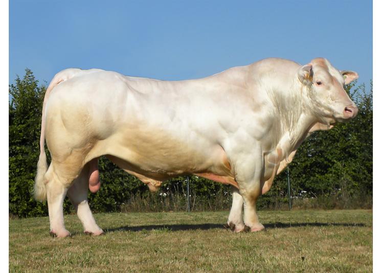 Certains taureaux multiplient les bons index. C’est par exemple le cas du charolais Hiago, top en aptitude au vêlage, aptitudes bouchères et aptitude à l’allaitement. 