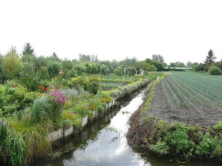 La production maraîchère a considérablement baissé au cours des dernières années dans les hortillonnages d’Amiens.  Selon ses professionnels, il ne resterait en effet qu’une vingtaine d’hectares cultivés de manière professionnelle répartis  sur les communes d’Amiens, Camon et Rivery. 