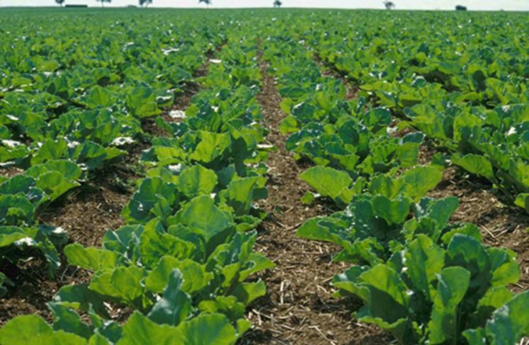 500 ha sont concernés dans la Somme.