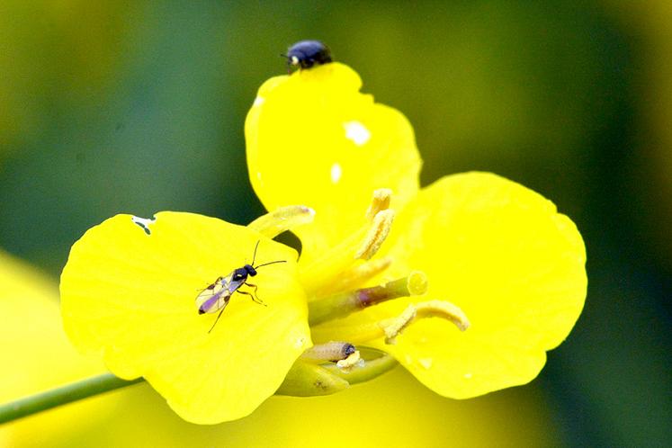 Le projet R2D2 travaille notamment sur la régulation naturelle des ravageurs  du colza à l’échelle des systèmes de culture et des paysages.  