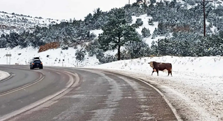 vaches Etats-Unis