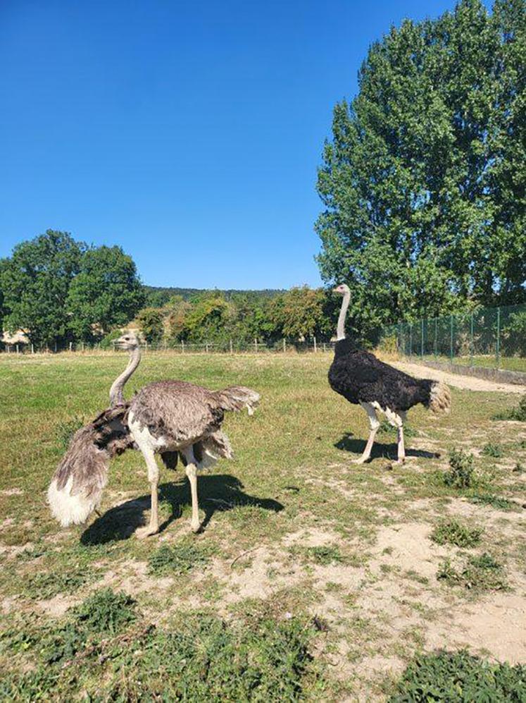 Elevage insolite | Un Far west aux Autruches pointe le bout de son bec ...