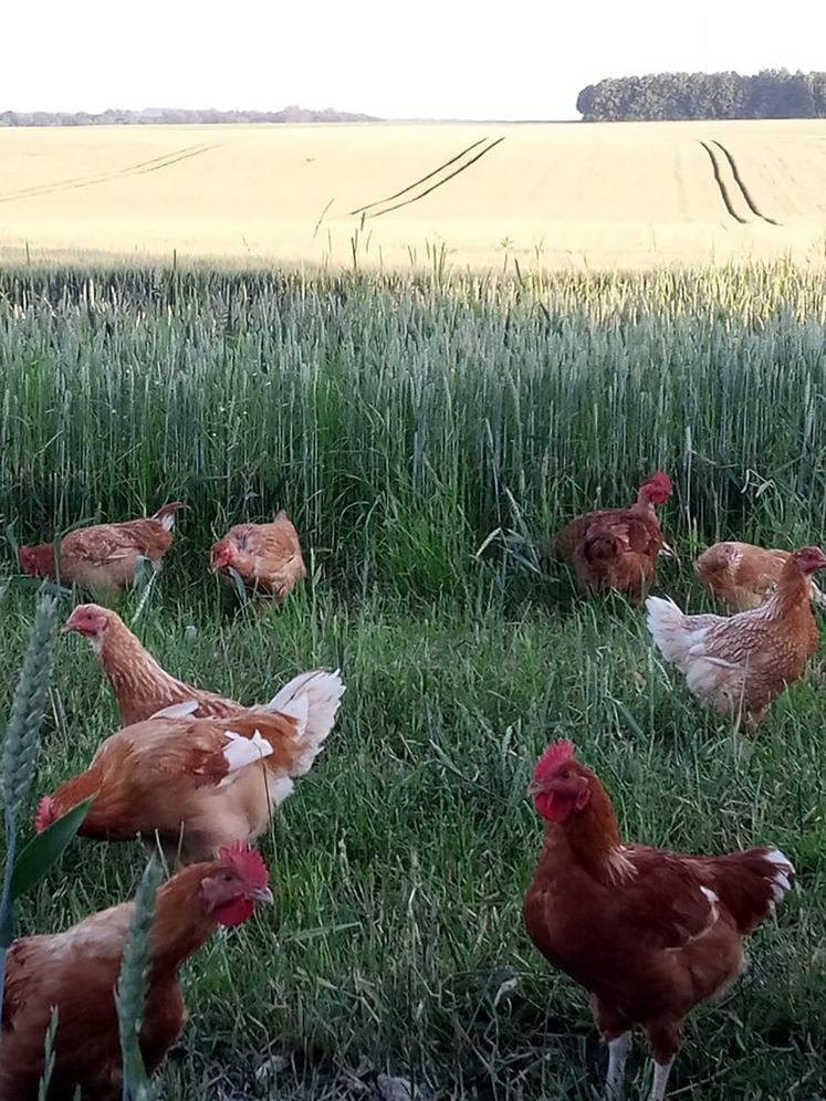 Céline et Guillaume Moïse élèvent des volailles de chair plein air. Ils ont fait le choix de races anciennes et rustiques, réputées pour leurs qualités gustatives. 