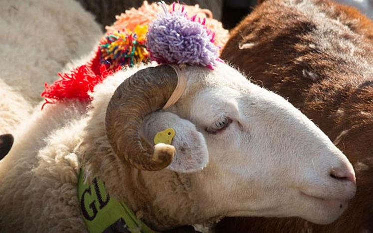 Rendez-vous  le 6 mars à 13h  pour la première transhumance  béarnaise  à Paris, entre  l’Arc de Triomphe  et les Champs  Élysées.