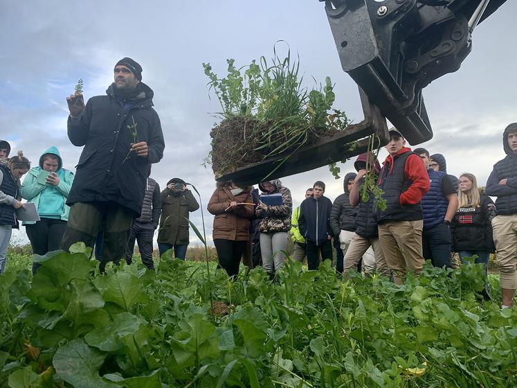 Grâce aux couverts, qui doivent apporter une meilleure structure du sol, David Boucher espère pouvoir faire l’impasse  sur le labour avant la plantation des pommes de terre au printemps. 